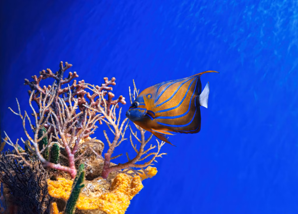 Scuba Diving, Bali Diving, Diving in Bali, Marine Life