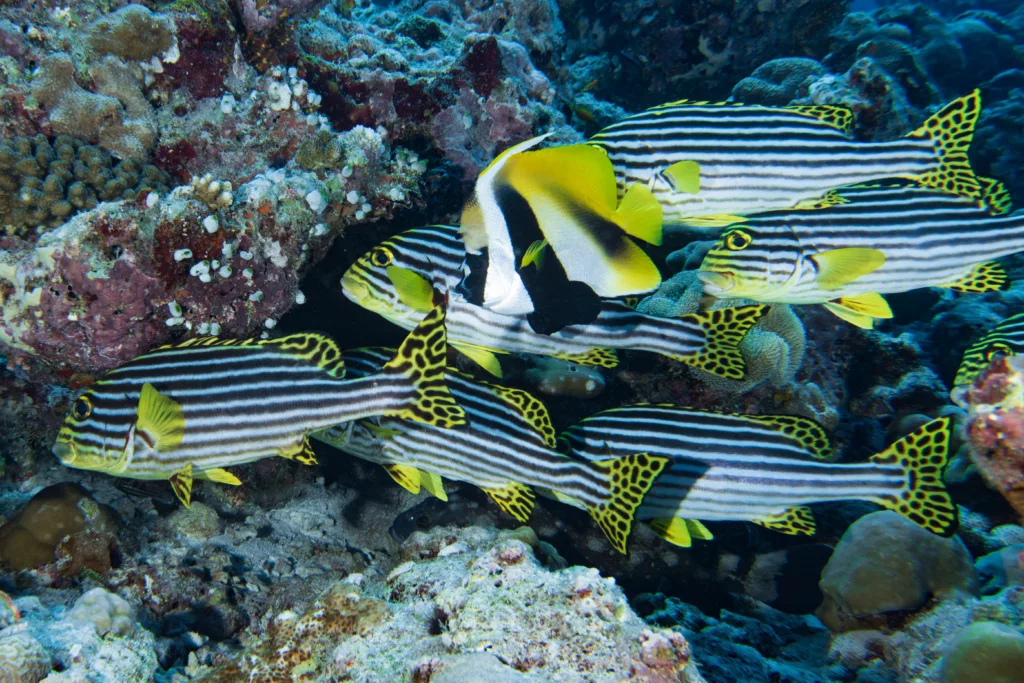 Snorkeling, Scuba Diving, Diving in Bali, Bali Diving