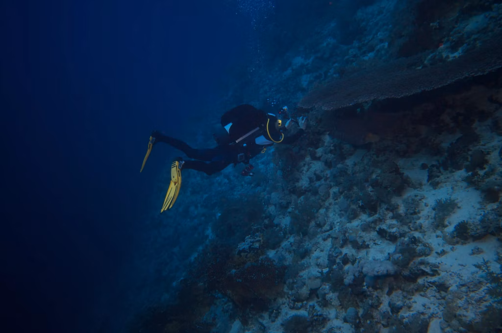 Scuba Diving, Diving, Diving in Bali, Bali Diving, Marine Life, Dive Sites