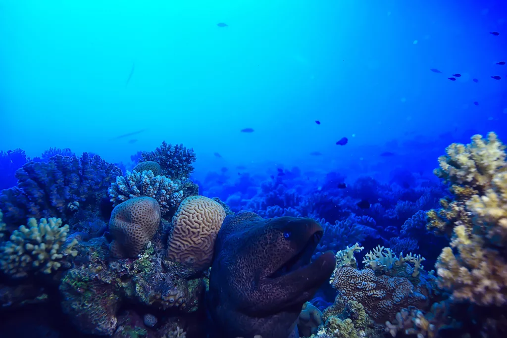 Underwater, Bali Diving, Diving in Bali