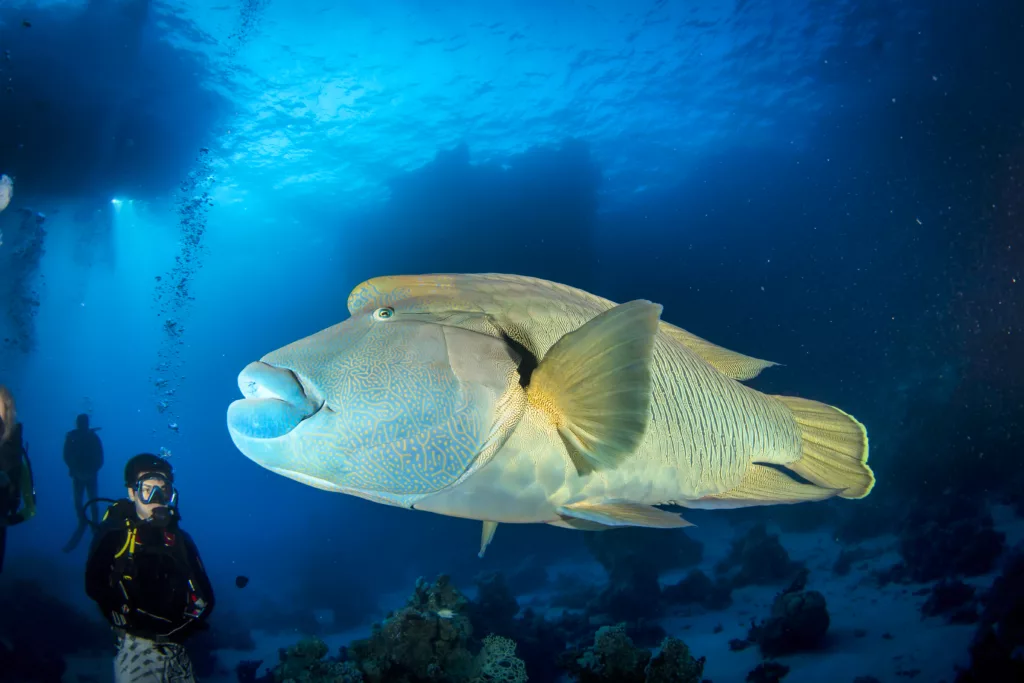 Scuba Diving, Diving, Diving in Bali, Marine Life, Dive Sites, Bali Diving