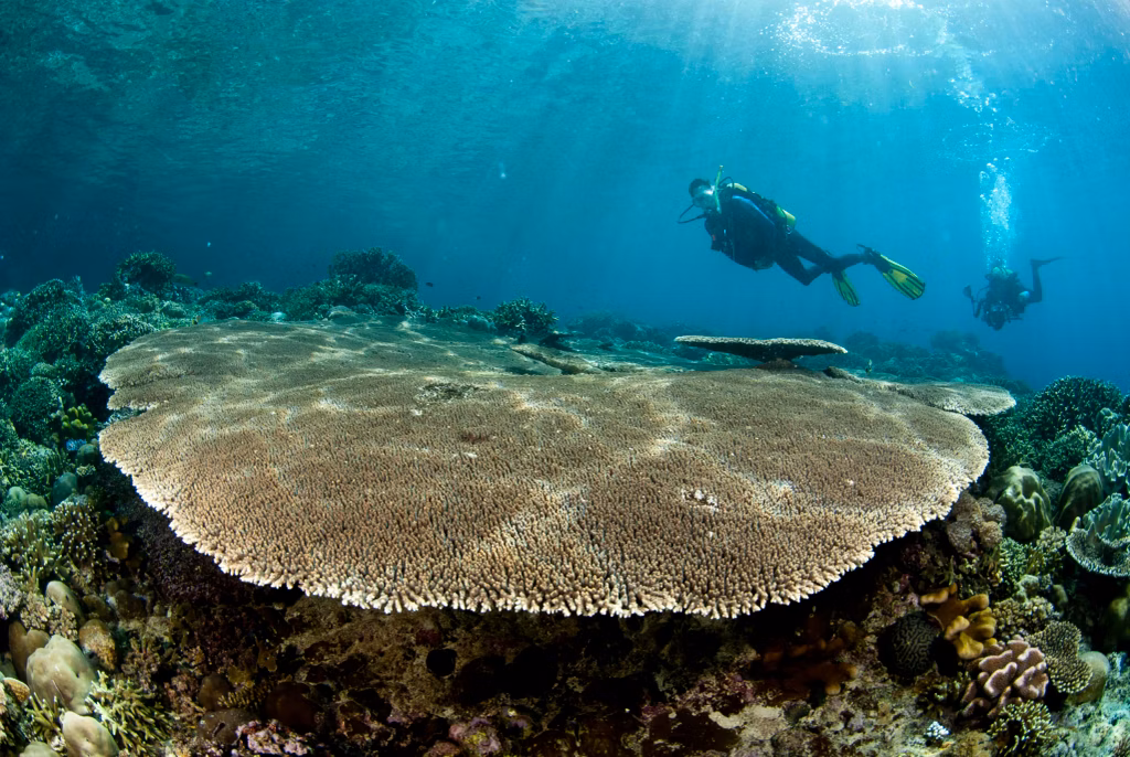 Underwater, Scuba Diving, Diving, Diving in Bali, Bali Diving