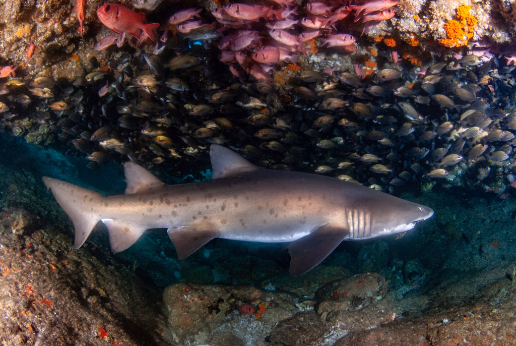 Underwater, Scuba Diving, Diving, Diving in Bali, Bali Diving