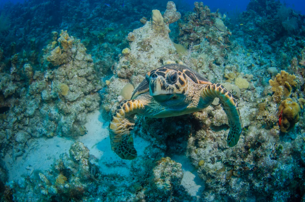 Scuba Diving, Diving, Diving in Bali, Bali Diving