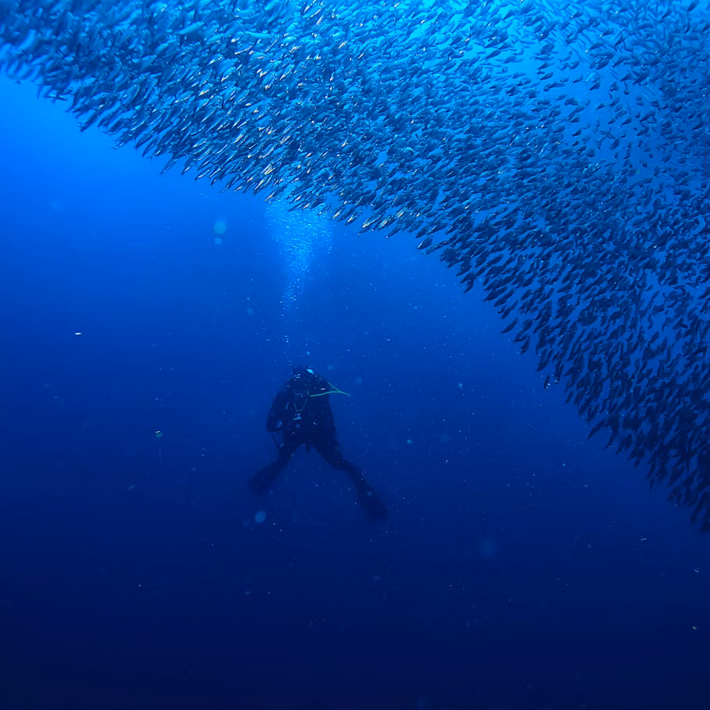 Scuba Diving, Diving, Diving in Bali, Dive Sites, Marine Life