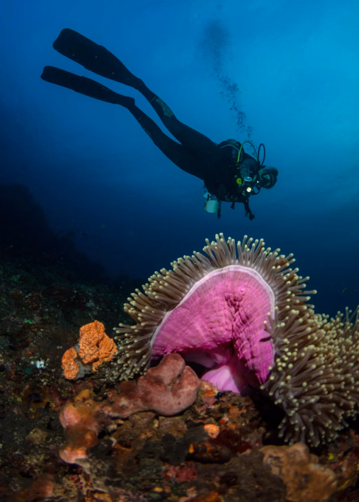 Scuba Diving, Diving, Diving in Bali, Bali Diving, Marine Life, Dive Sites
