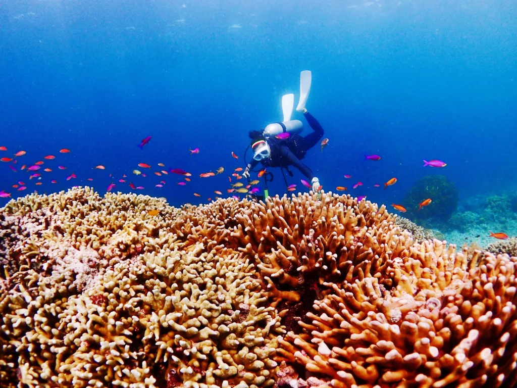 Scuba Diving, Diving, Diving in Bali, Bali Diving
