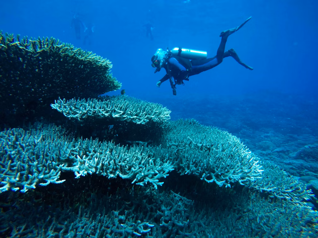 Underwater, Scuba Diving, Diving, Diving in Bali, Bali Diving
