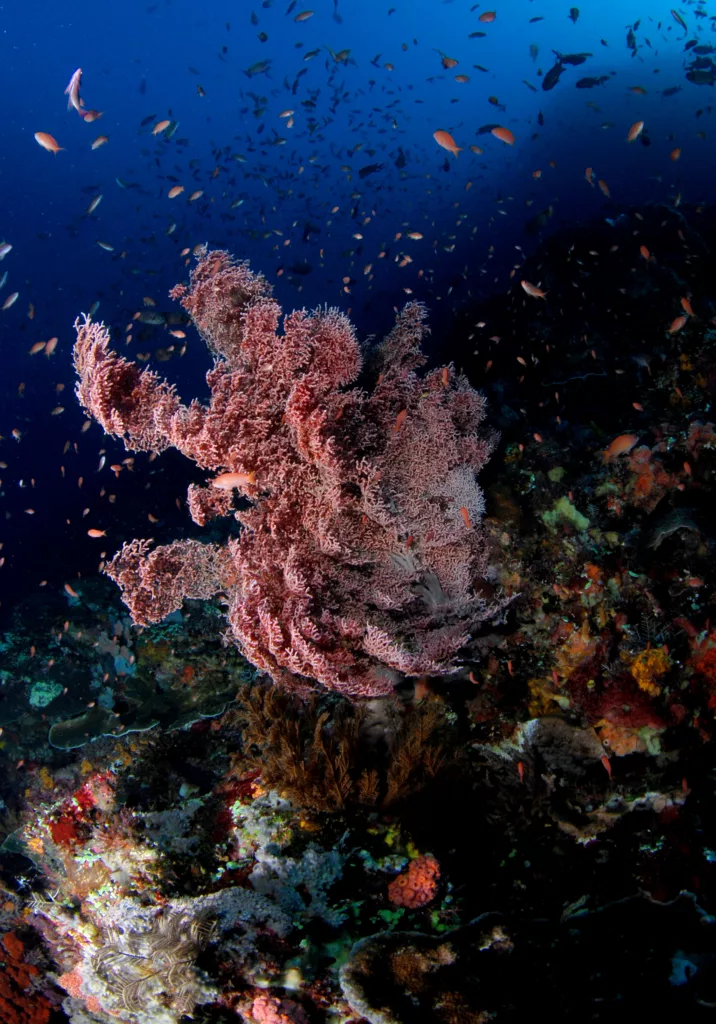 Diving, Bali Diving, Diving in Bali, Marine Life, Dive Sites