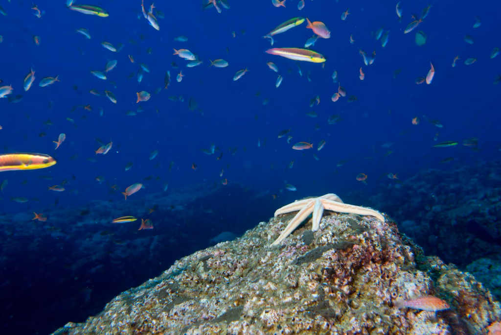 Diving, Bali Diving, Diving in Bali, Marine Life, Dive Sites