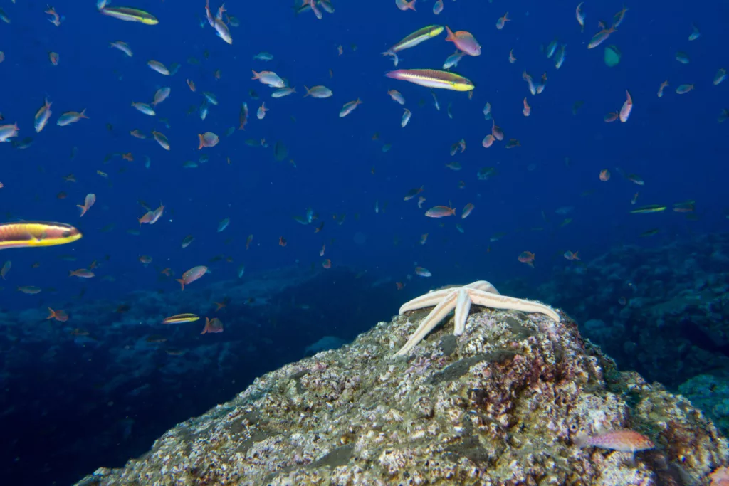 Diving, Bali Diving, Diving in Bali, Marine Life, Dive Sites