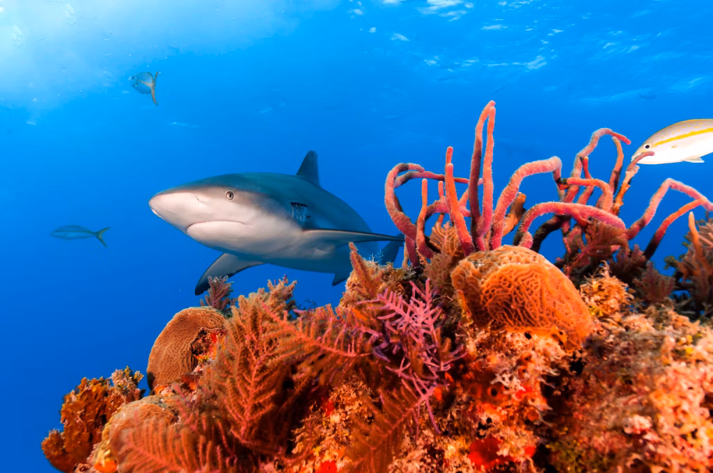 Diving, Scuba Diving