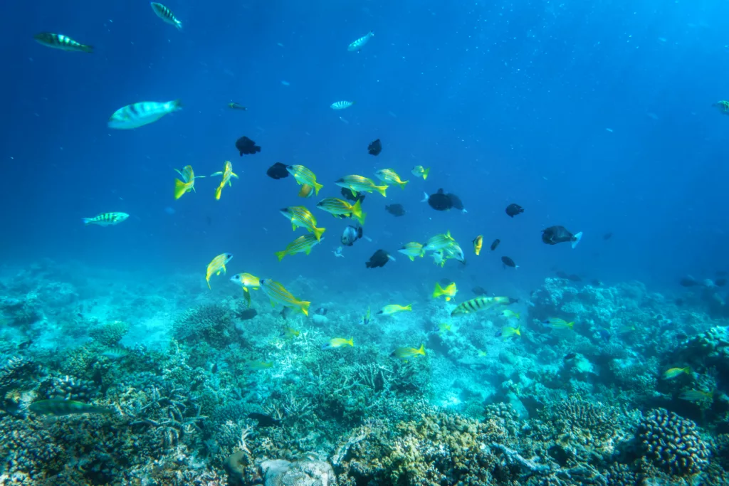 Scuba Diving, Bali Diving, Diving in Bali