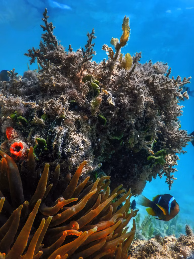 Scuba Diving, Bali Diving, Diving in Bali