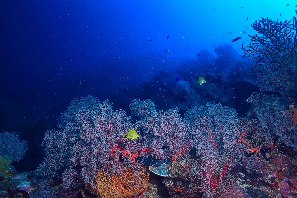 Scuba Diving, Underwater