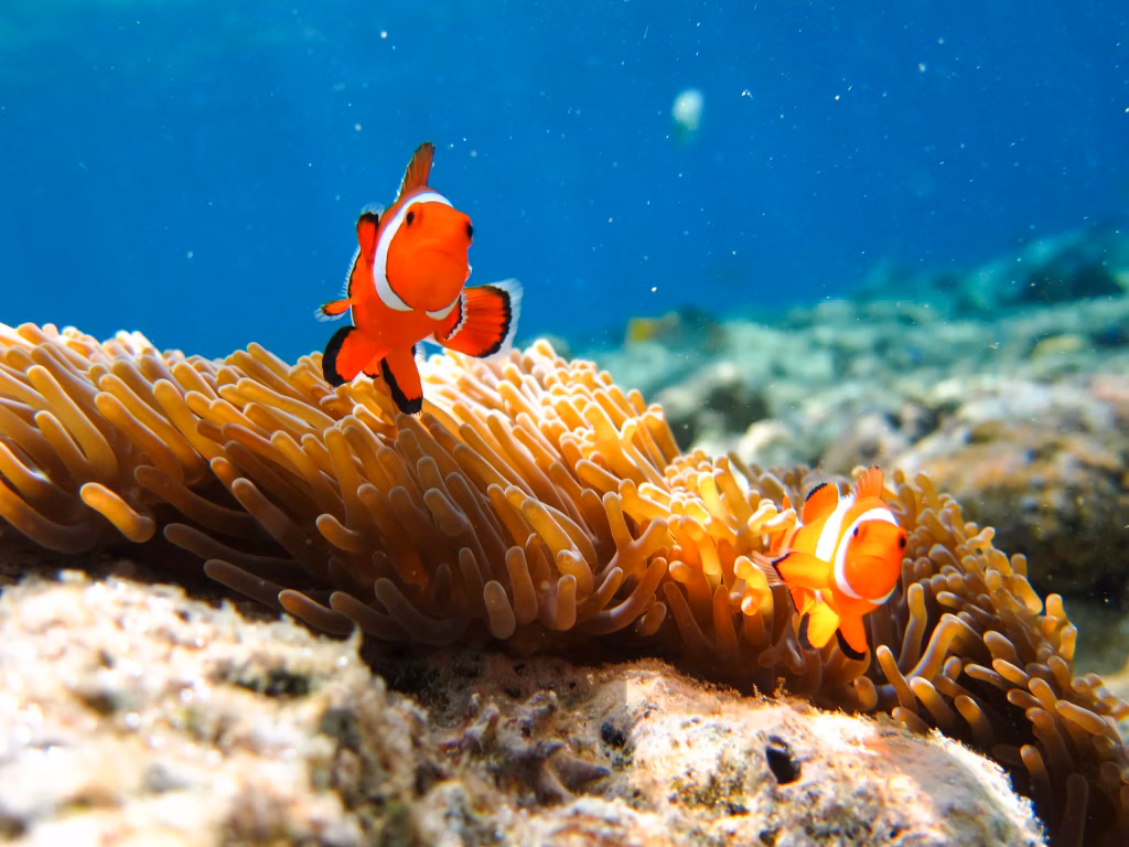 Vacation, Bali Vacation