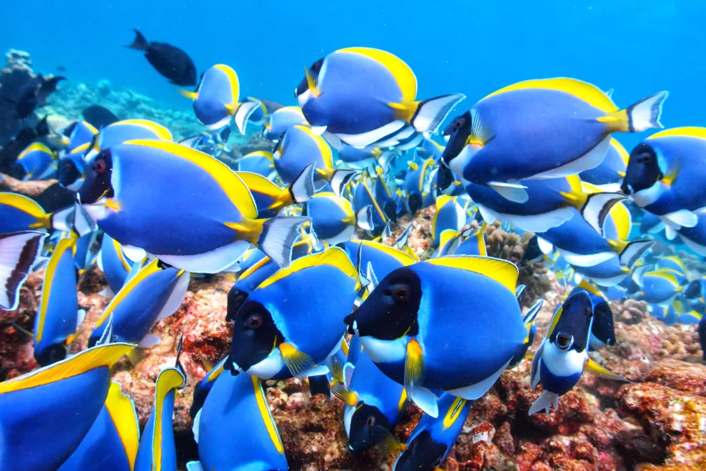 Scuba Diving, Diving, Diving in Bali, Bali Diving, Marine Life, Dive Sites