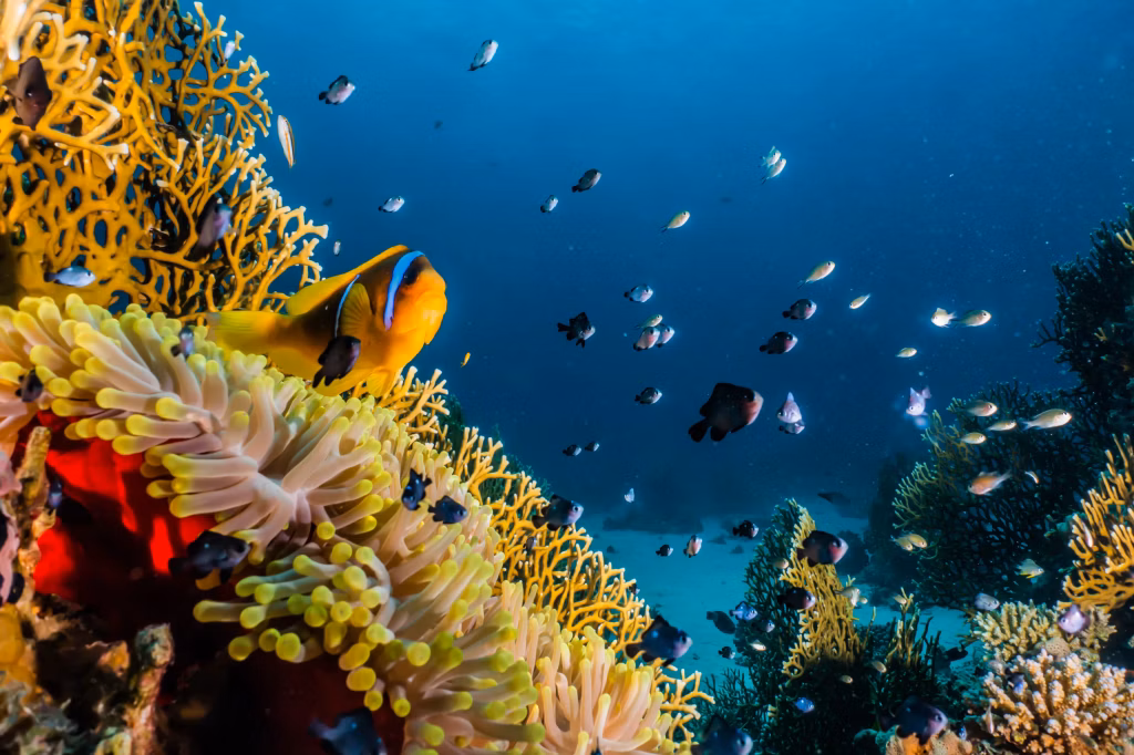 Scuba Diving, Diving, Diving in Bali, Bali Diving