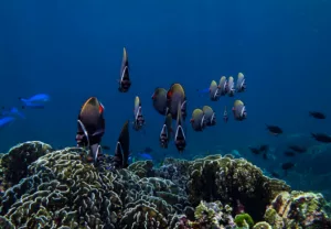 Scuba Diving, Diving Courses, Diving, Diving in Bali, Bali Diving
