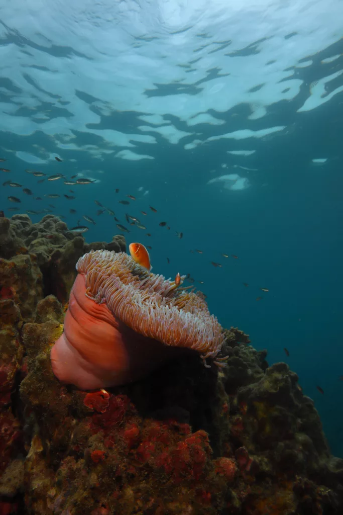 Scuba Diving, Photograph, Diving, Diving in Bali, Bali Diving