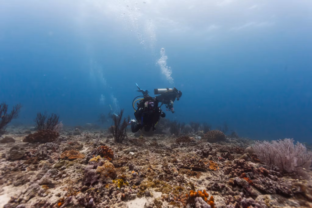 Underwater, Scuba Diving, Diving, Diving in Bali, Bali Diving