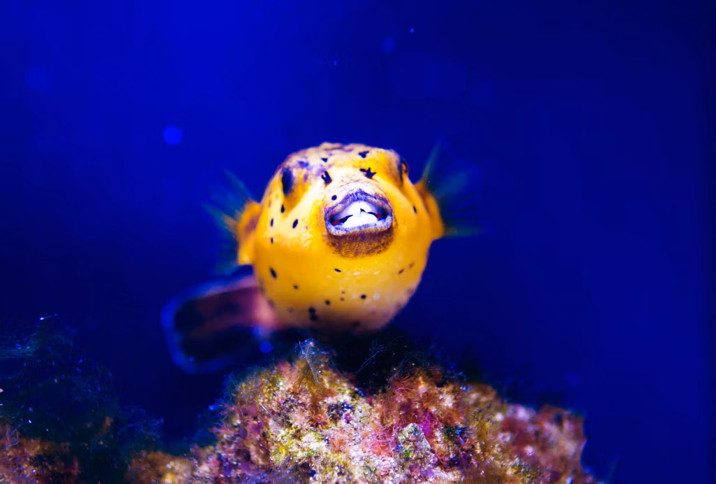 Scuba Diving, Diving, Diving in Bali, Bali Diving