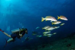 Scuba Diving, Diving, Diving in Bali