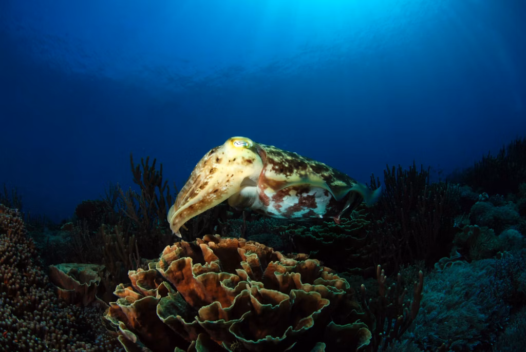 Diving, Scuba Diving, Diving in Bali, Bali Diving, Underwater, Marine Life