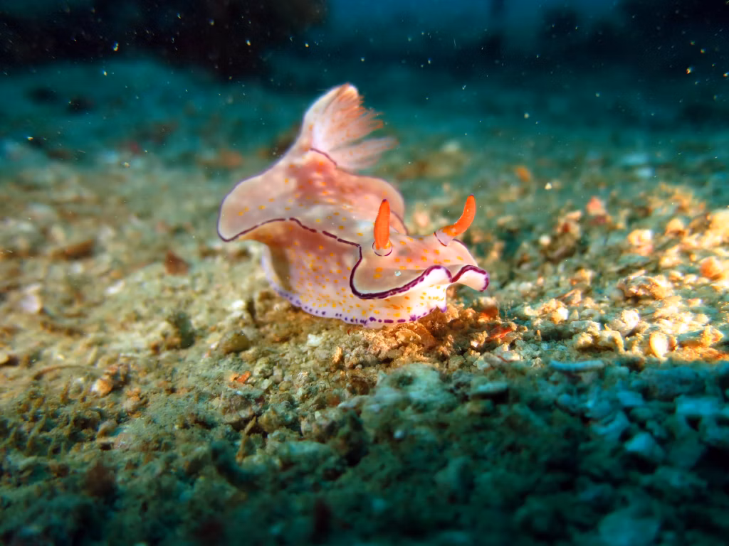 Diving, Scuba Diving, Diving in Bali, Bali Diving