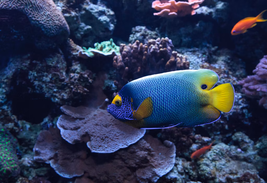 Diving, Scuba Diving, Diving in Bali, Bali Diving