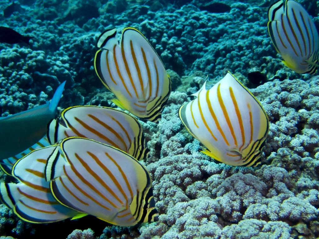 Scuba Diving, Diving, Bali Diving, Diving in Bali, Marine Life