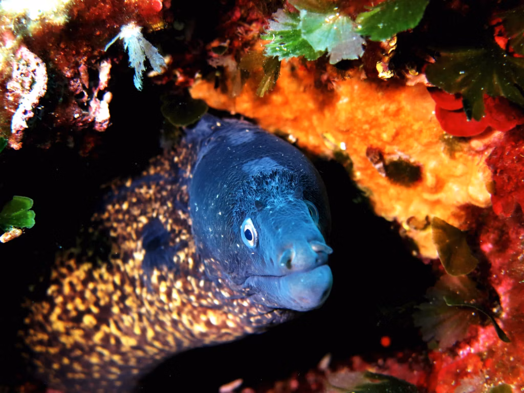 Diving Resort, Scuba Diving, Diving in Bali, Bali Diving