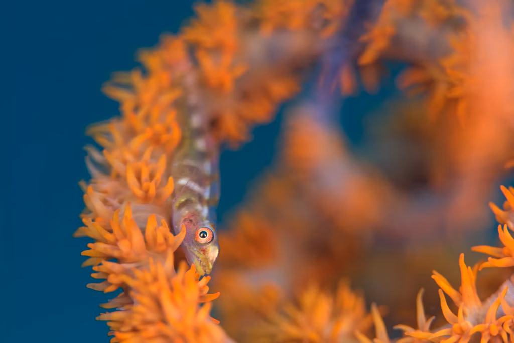 Diving, Scuba Diving, Diving in Bali, Bali Diving