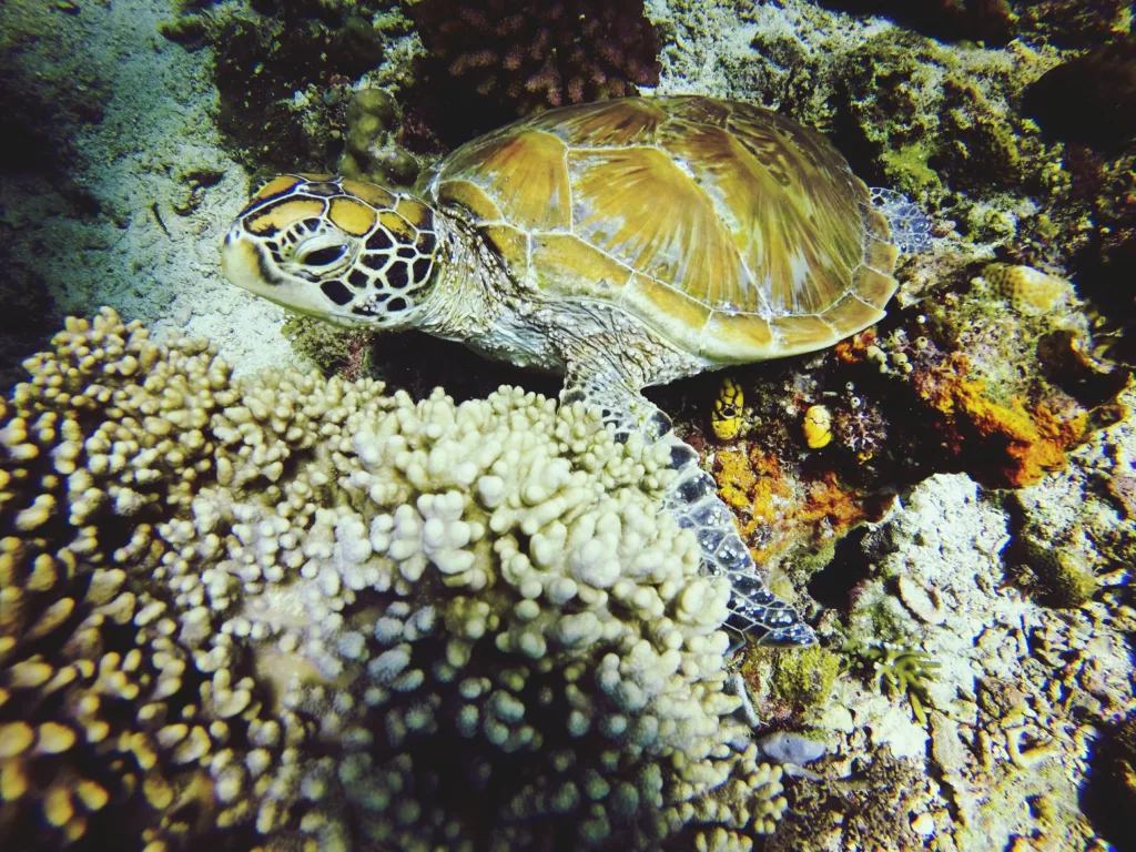 Scuba Diving, Bali Diving, Diving in Bali, Marine Life
