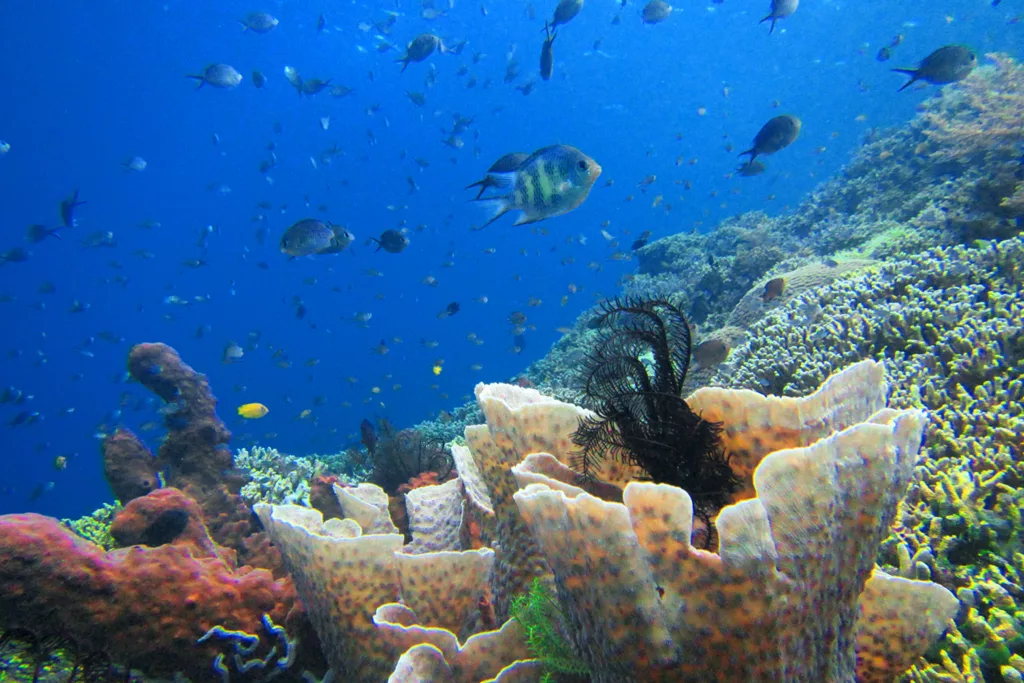 Nitrox Diving, Diving in Bali