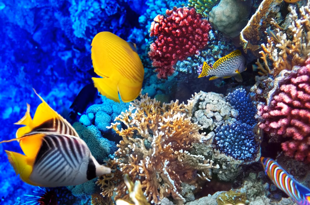 Diving Resort, Scuba Diving, Diving in Bali, Bali Diving