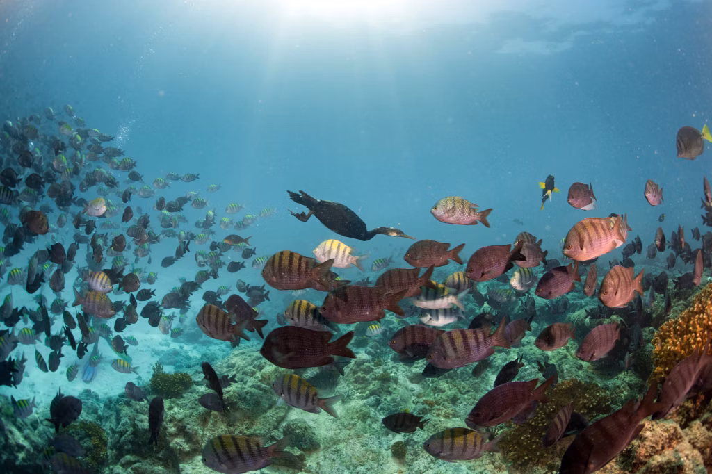 Diving, Scuba Diving, Diving in Bali, Bali Diving, Underwater, Marine Life