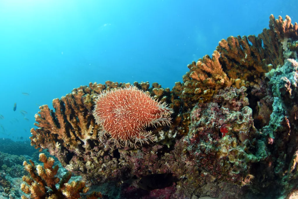 Scuba Diving, Diving, Bali Diving, Diving in Bali