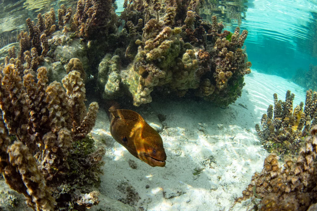 Diving, Scuba Diving, Diving in Bali, Bali Diving, Underwater, Marine Life