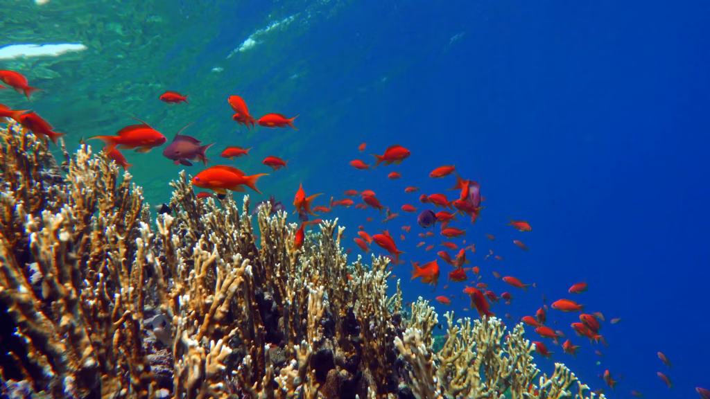 Scuba Diving, Diving, Bali Diving, Diving in Bali