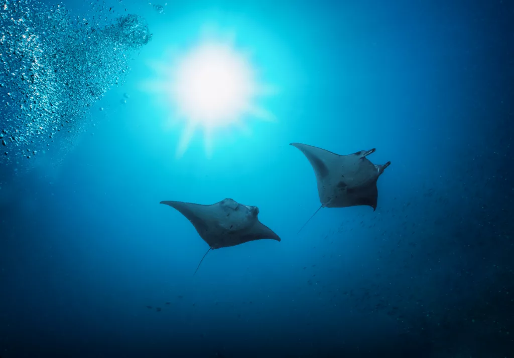 Manta Rays, Diving,  Diving in Bali, Bali Diving