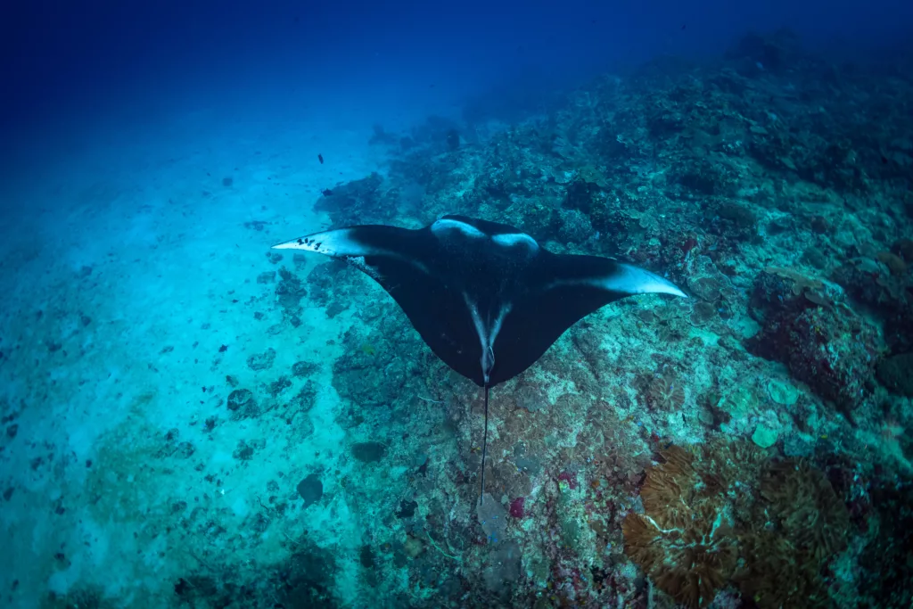 Manta Rays, Diving,  Diving in Bali, Bali Diving