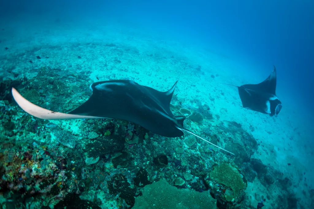 Manta Ray, Bali Diving, Diving in Bali