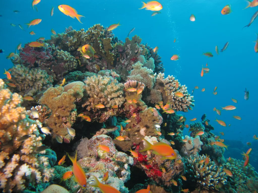 Nitrox Diving, Bali Diving, Diving in Bali