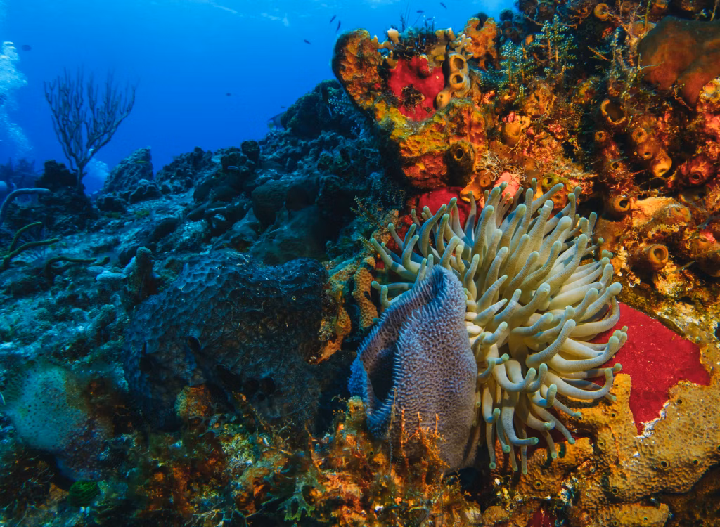 Diving, Scuba Diving, Diving in Bali, Bali Diving, Underwater, Marine Life