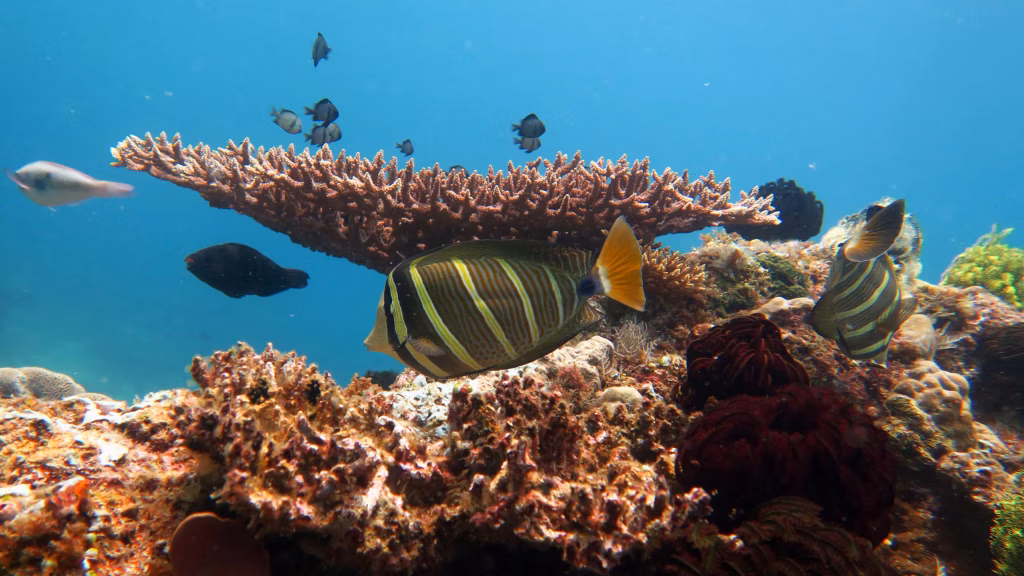 Diving, Bali Diving, Diving in Bali