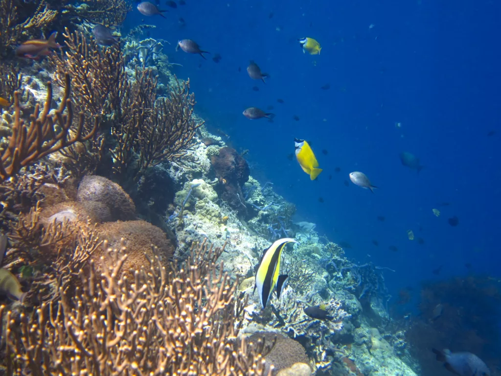 Diving, Scuba Diving, Diving in Bali, Bali Diving