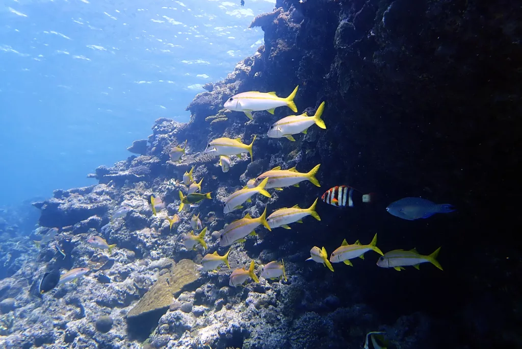 Diving, Scuba Diving, Diving in Bali, Bali Diving, Underwater, Marine Life
