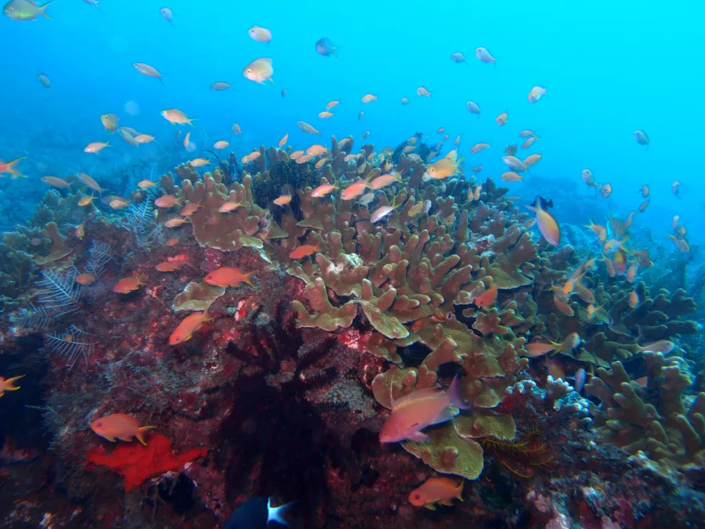 Diving, Bali Diving, Diving in Bali