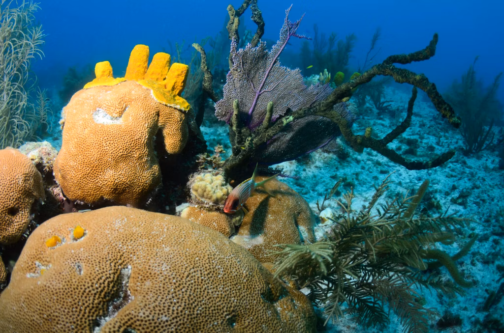 Diving, Scuba Diving, Diving in Bali, Bali Diving, Underwater, Marine Life